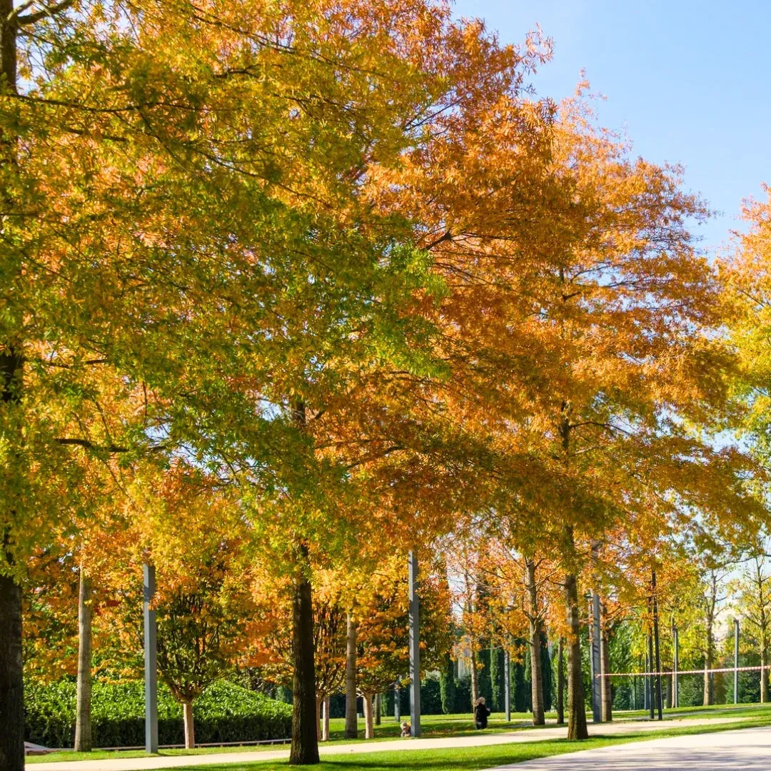 Willow Oak Tree