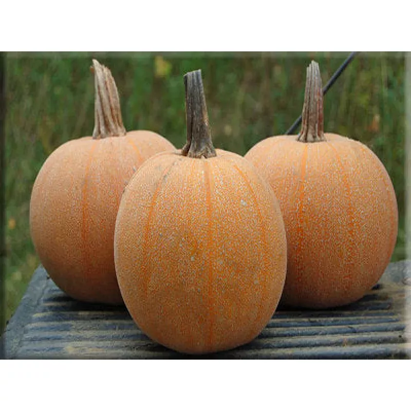 Winter Luxory Pumpkin