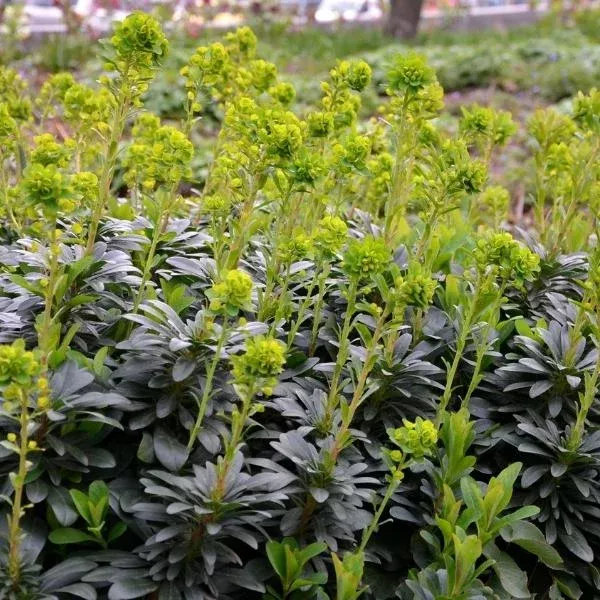 Wood Spurge