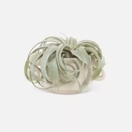 Xerographica in a Ceramic Pot