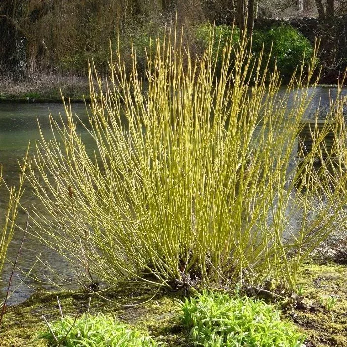 Yellow Twig Dogwood
