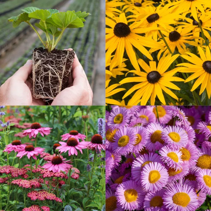 Young Perennial Low Maintenance Bundle (PRE ORDER April 2026)