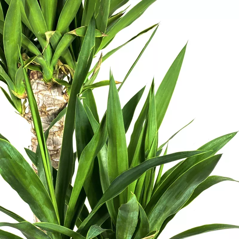 Yucca, 12in, Cane 3/2/1