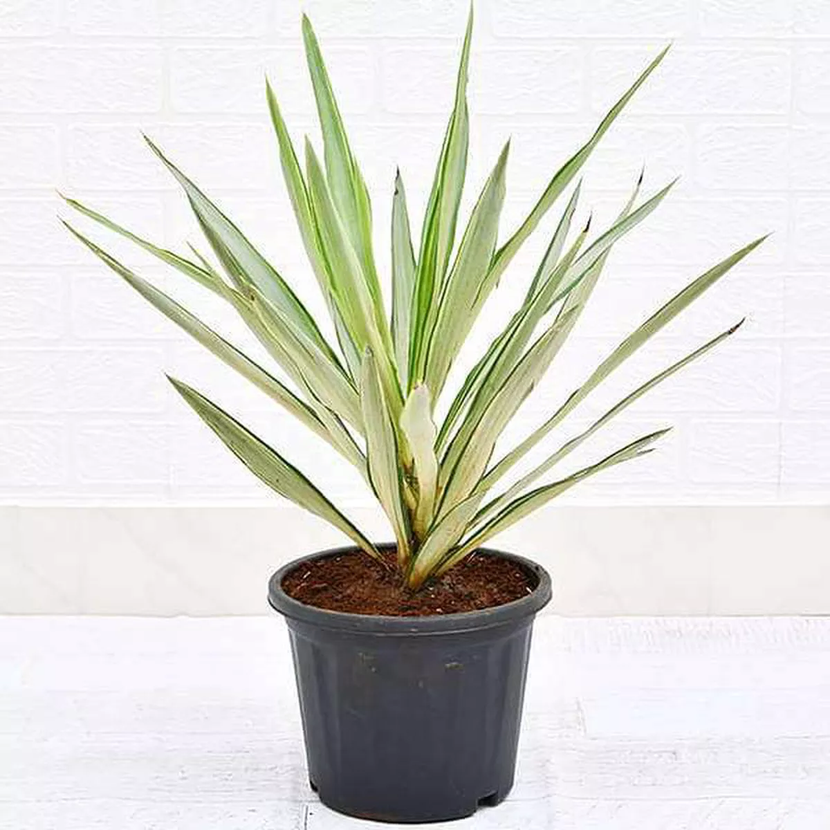 Yucca 8211 Plant