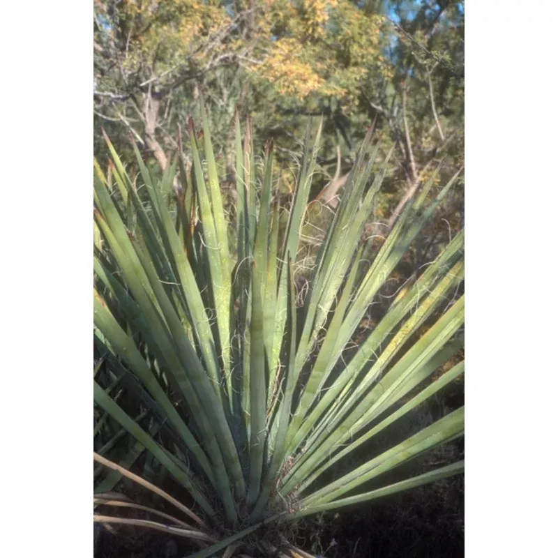 Yucca arizonica