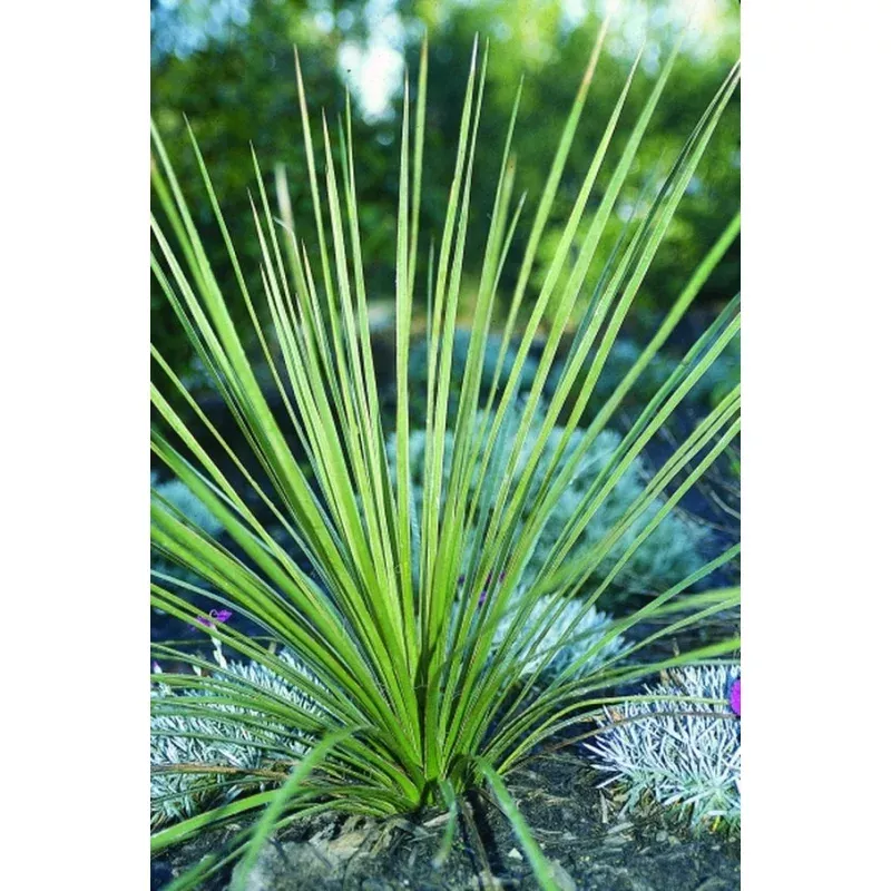 Yucca campestris coll D0918