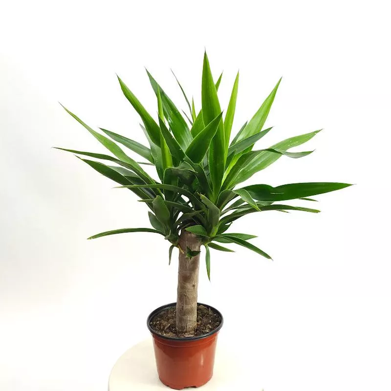 Yucca Cane: Yucca gigantea – 6 inch pot