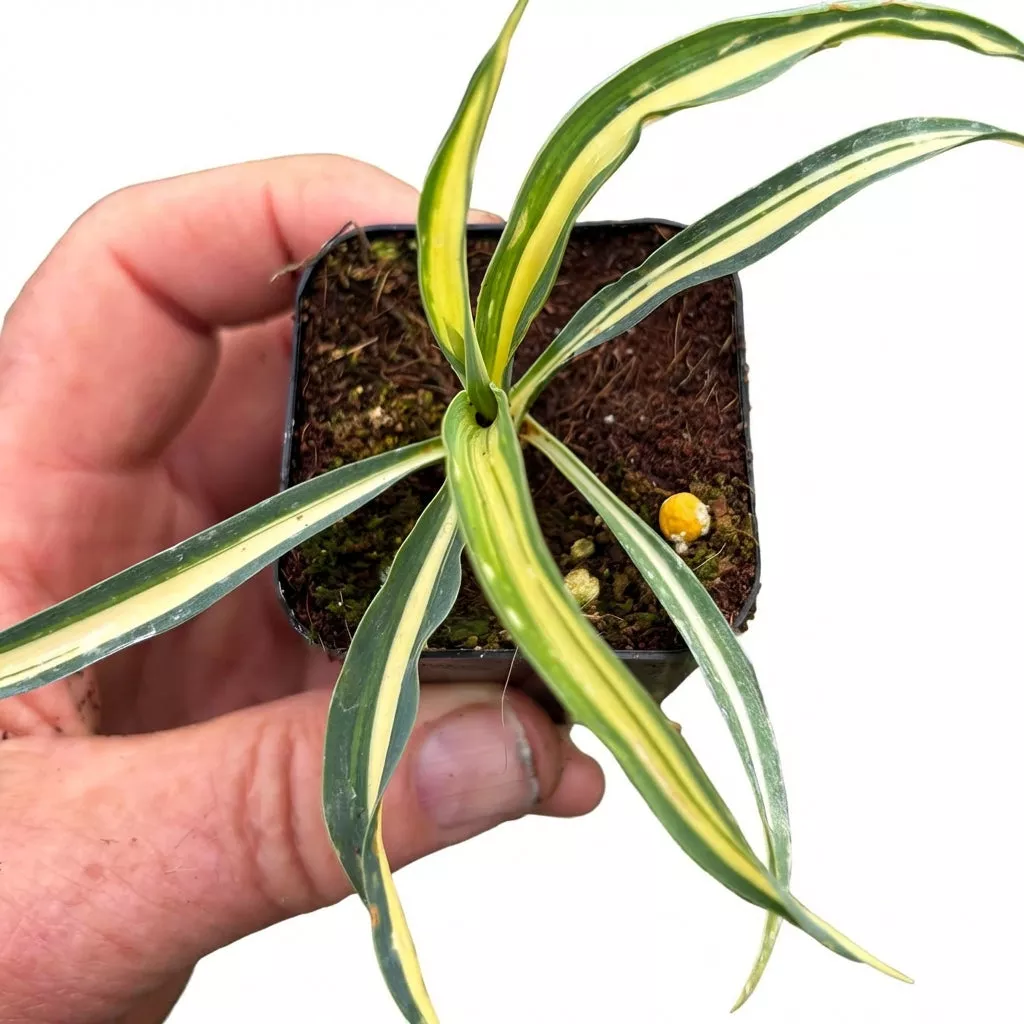 Yucca ‘Color Guard’