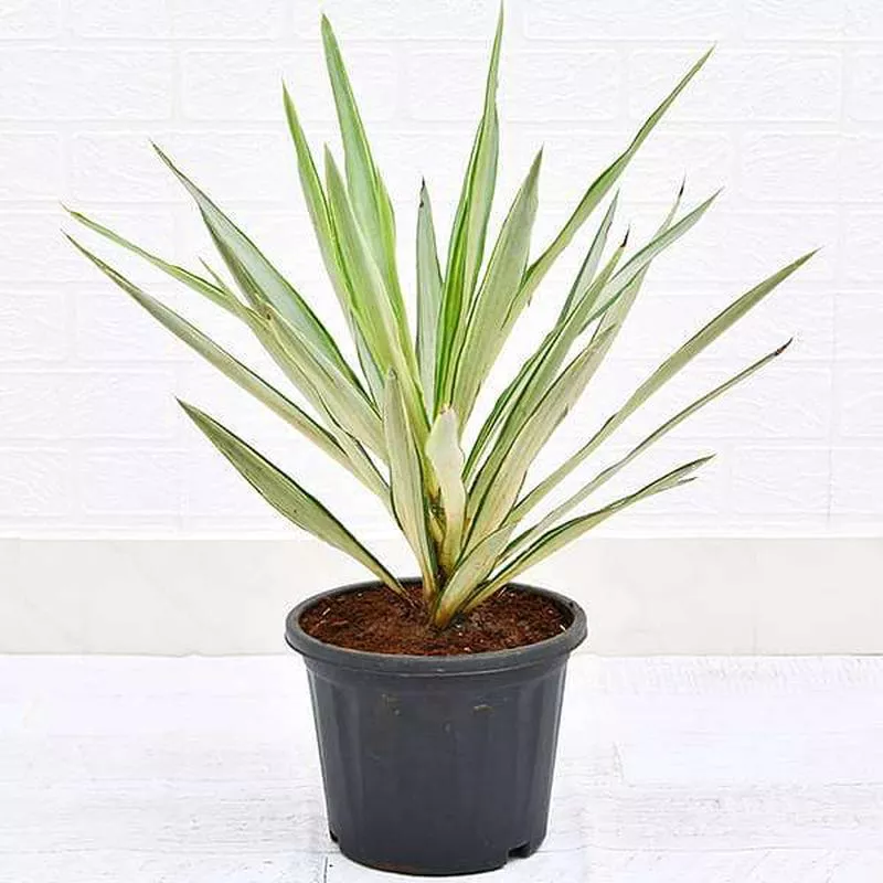 Yucca – Plant
