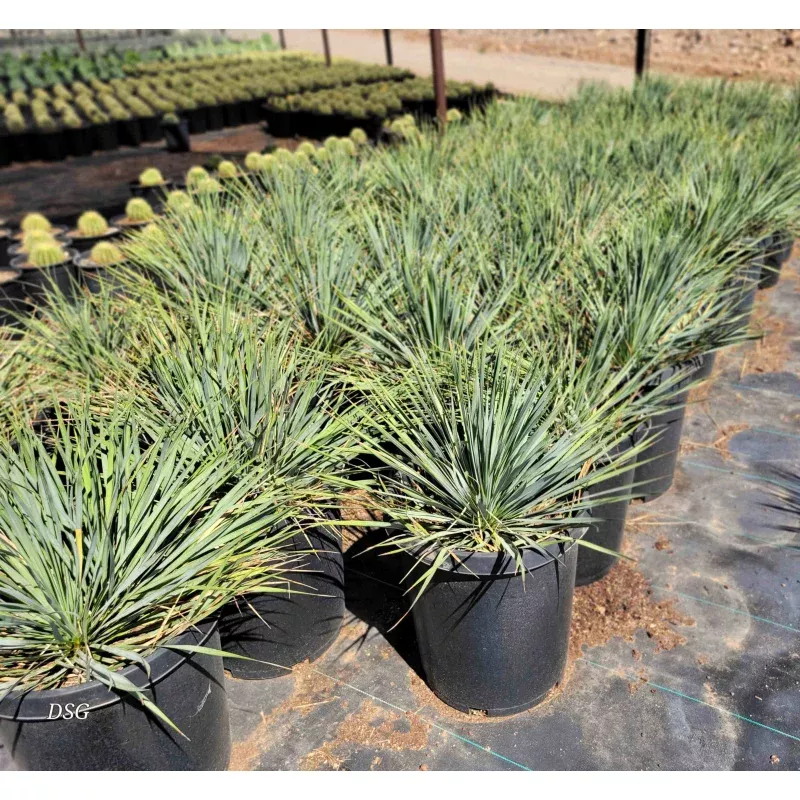 Yucca thompsoniana – Thompson’s yucca