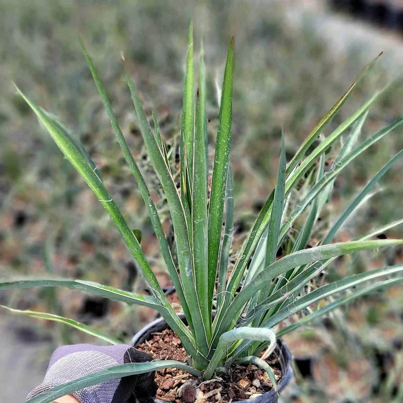 Yucca torreyi – Torrey yucca