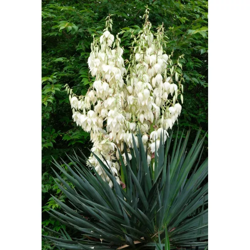 Yucca Tromping Around