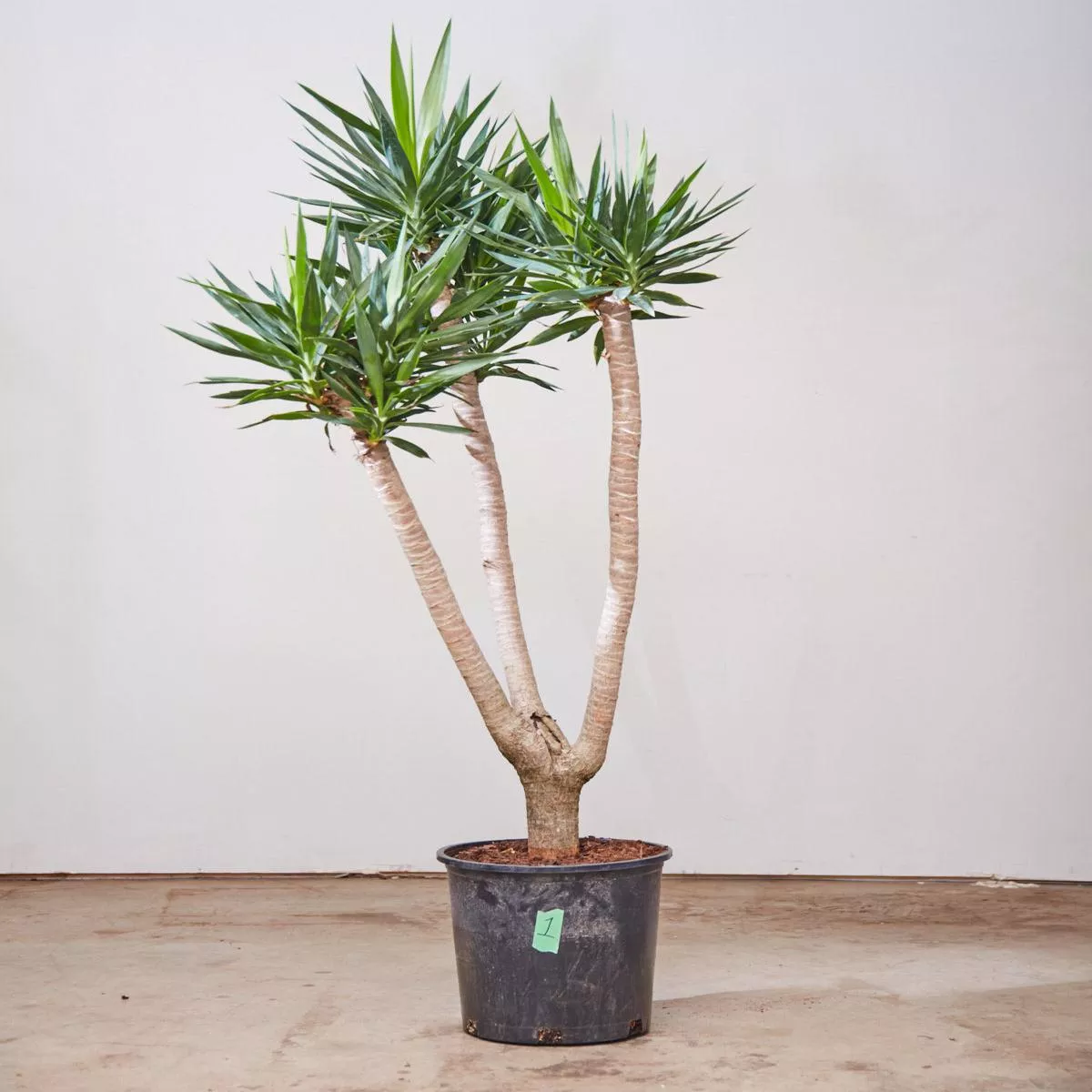 YUCCA ‘WISHBONE’ 14 Inch. Grower Pot (5.5 – 6 ft tall)