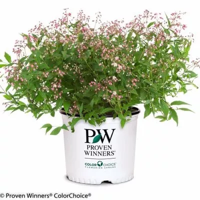 Yuki Cherry Blossom Deutzia 2.0