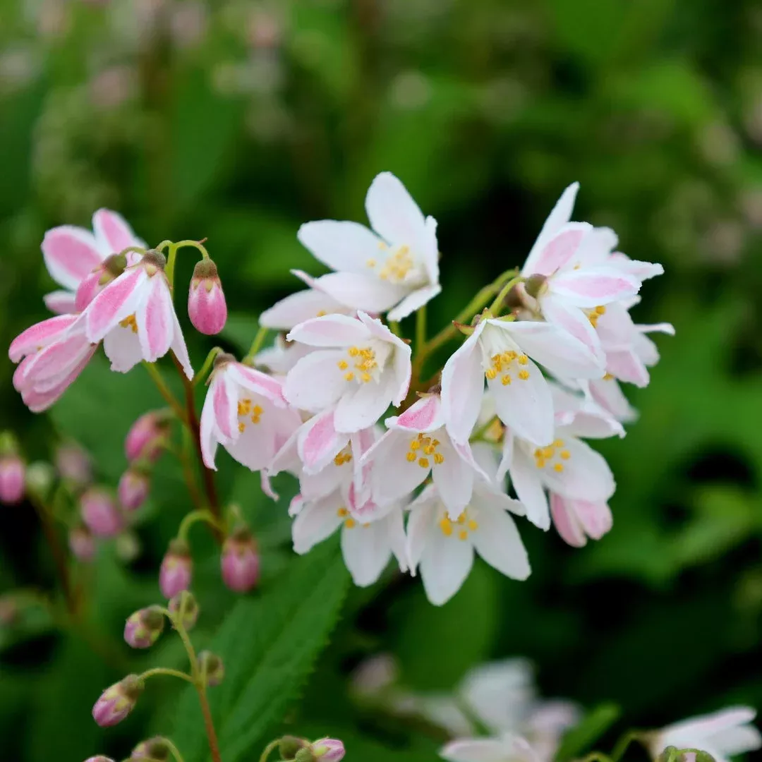 Yuki Cherry Blossom – Deutzia