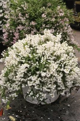 Yuki Snowflake Deutzia x