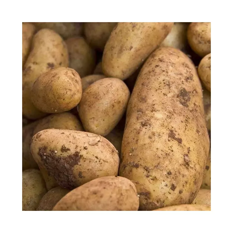 ‘Yukon Gold’ Potato – 2 Pound Bag