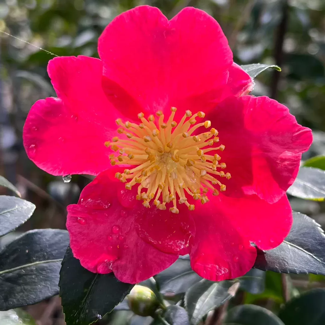 Yuletide Camellia – Brilliant Red Blooms with Golden Center, Winter Sasanqua (Camellia sasanqua)