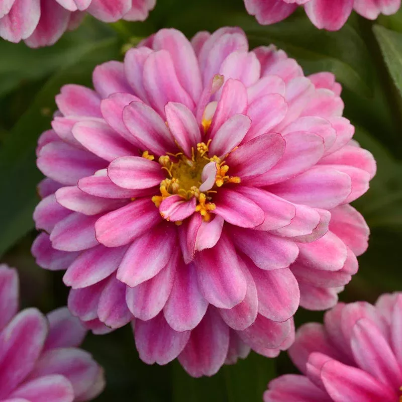Zahara Double Raspberry Ripple Zinnia Seeds