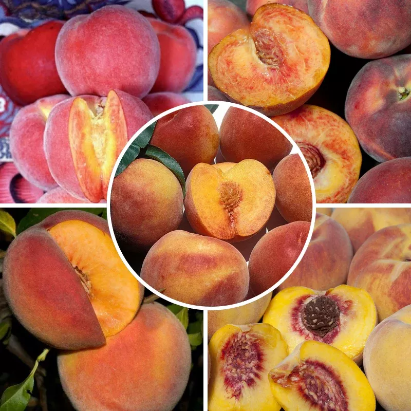 Zaiger Pride Peach, 3 on 1 Multi Grafted Fruit Tree