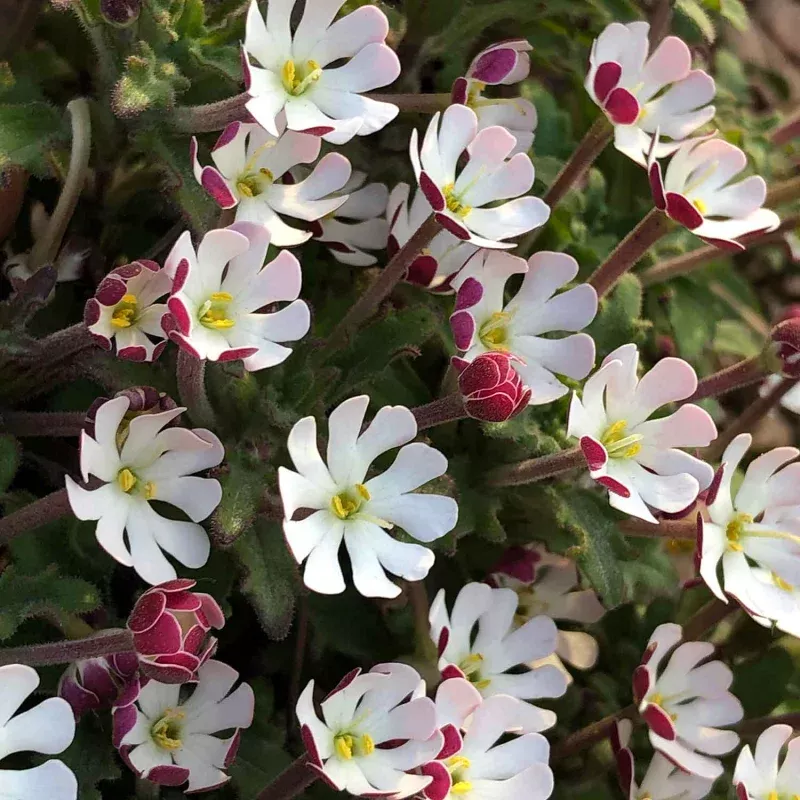 Zaluzianskya ‘Star Balsam’