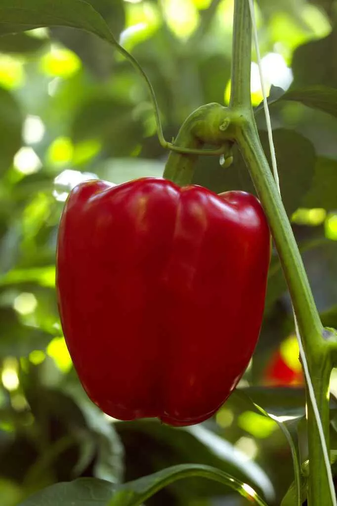 ZamboniF1 Red Bell Pepper