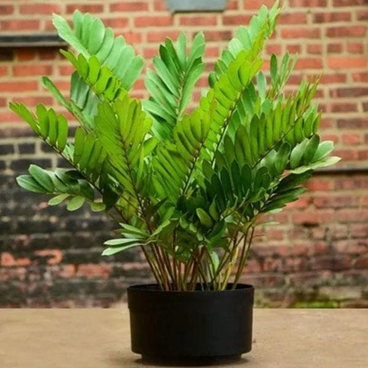 Zamia Furfuracea 8211 Plant