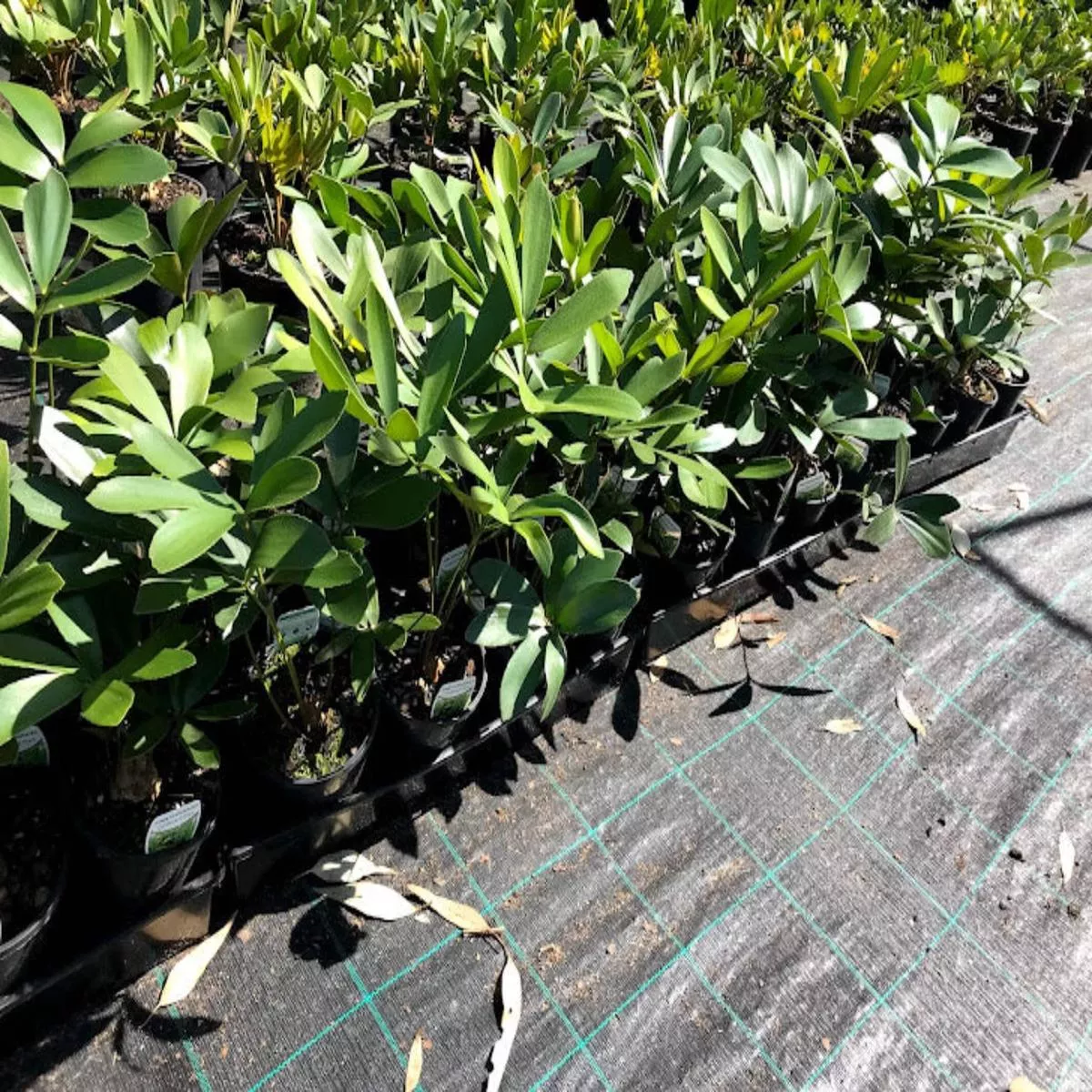 Zamia furfuracea (Cardboard Plant)