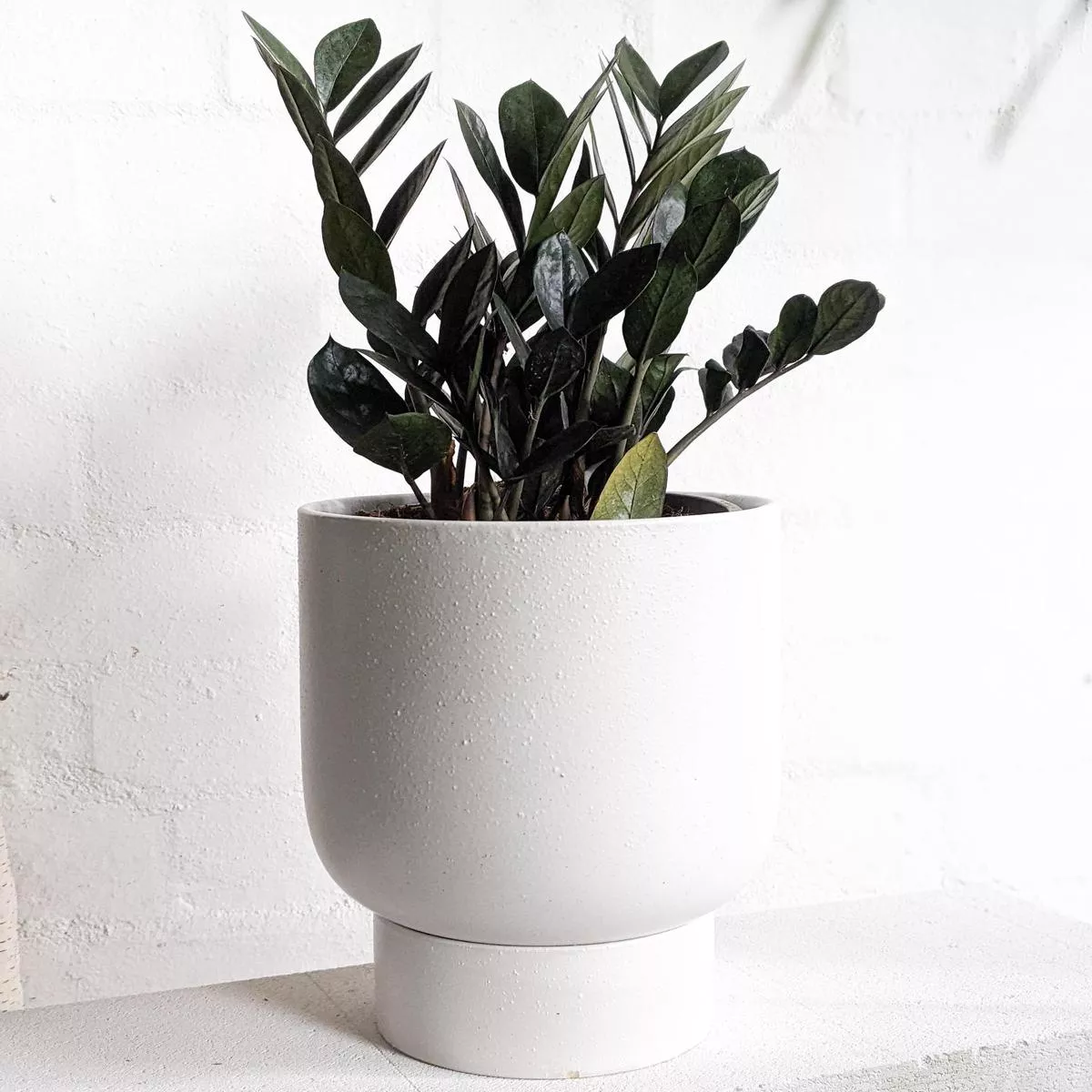 Zamioculcas zamifolia ‘Jungle Warrior’ (Zanzibar Gem)