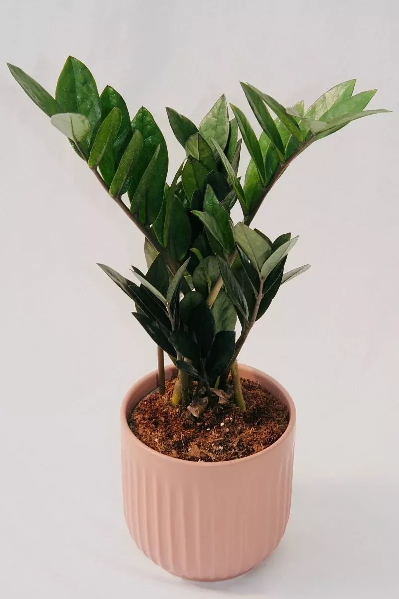 Zamioculcas Zamiifolia 5″ Supernova Black