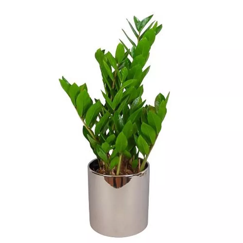 Zamioculcas Zamiifolia In Ceramic Pot