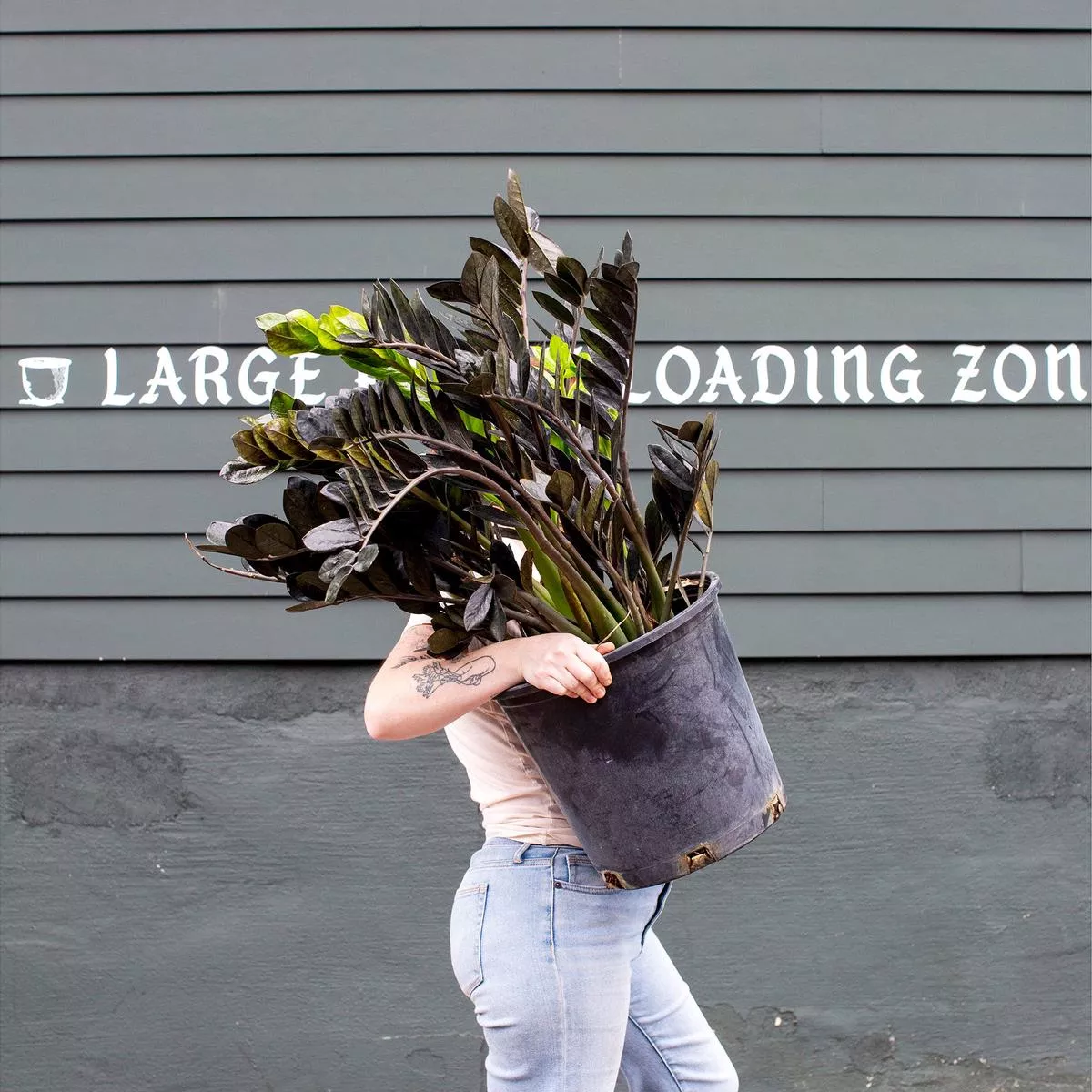 Zamioculcas zamiifolia ‘Raven’ – 14″