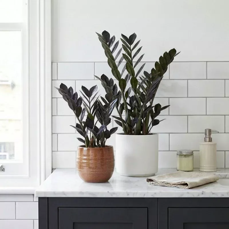 Zamioculcas zamiifolia ‘Raven’