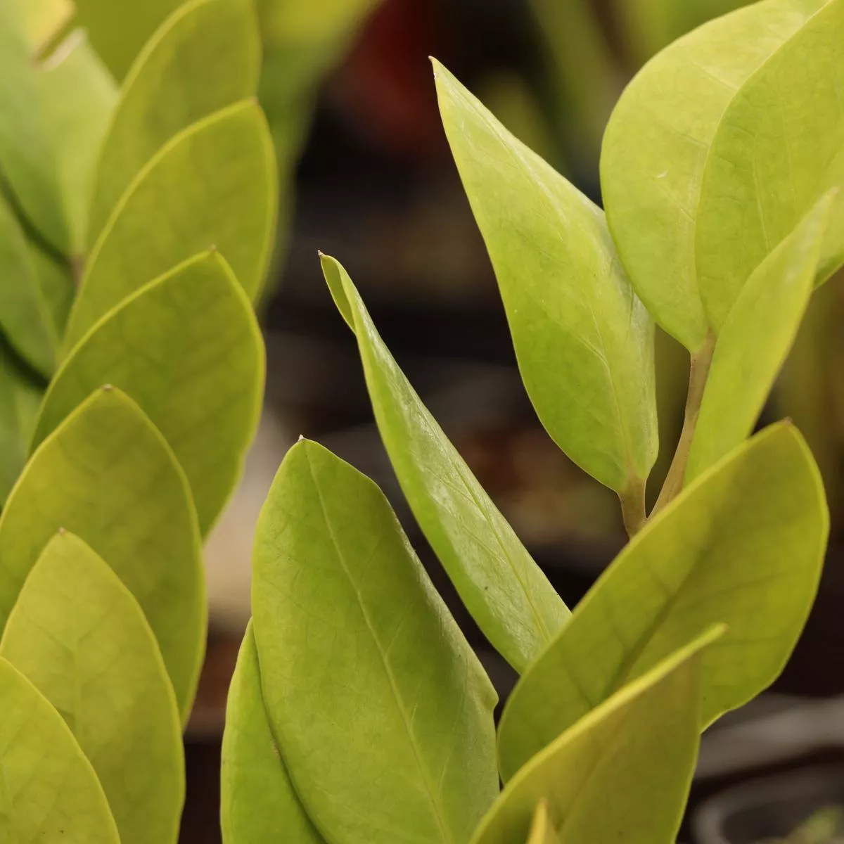 Zamioculcas Zamiifolia, “Regular ZZ”