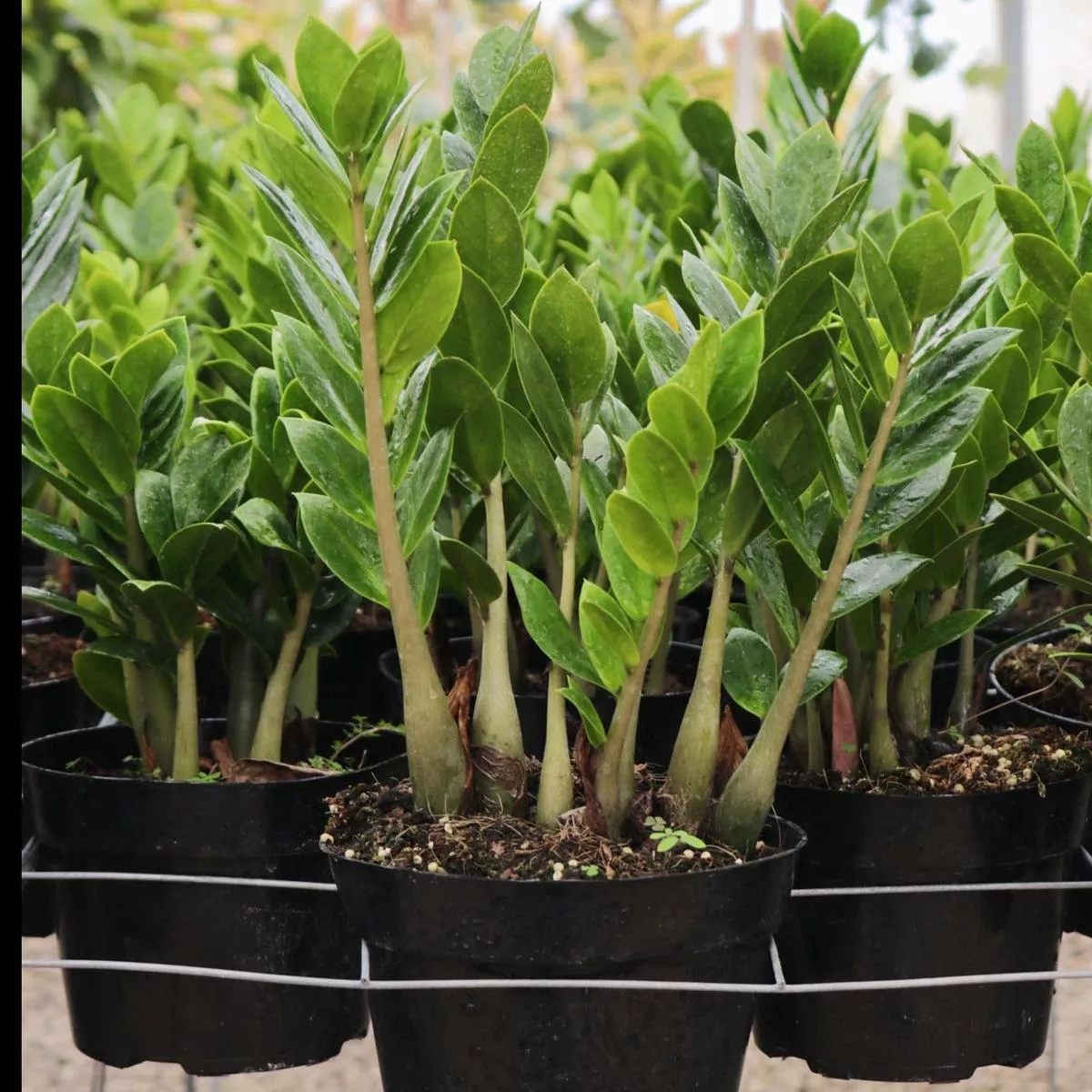 Zamioculcas zamiifolia, “Zenzi”