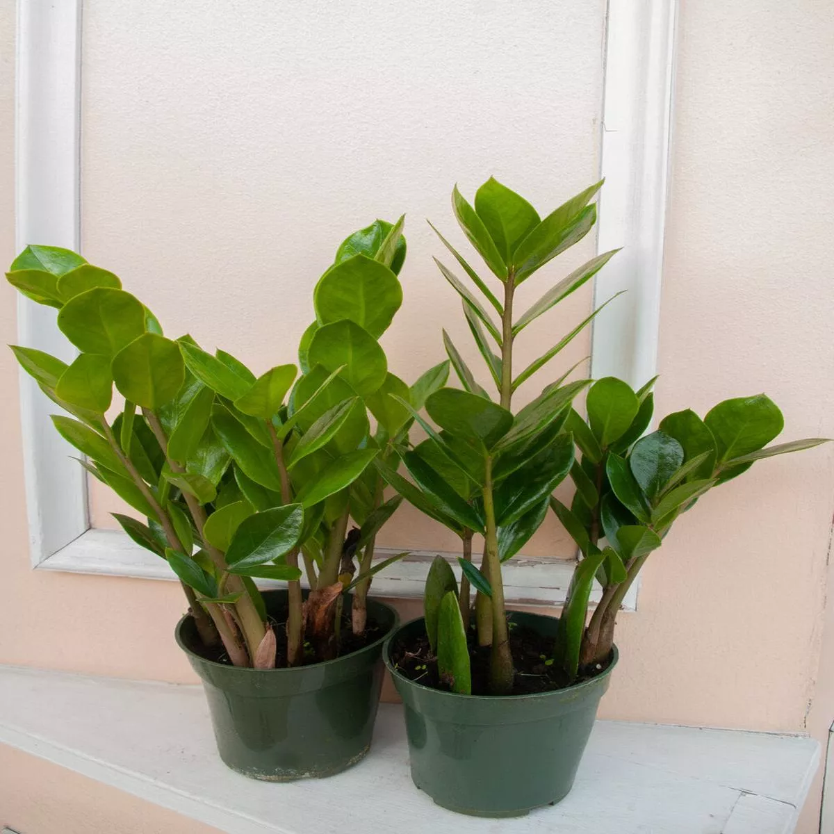 Zamioculcas zamiifolia ‘ZZ plant’ – 4″