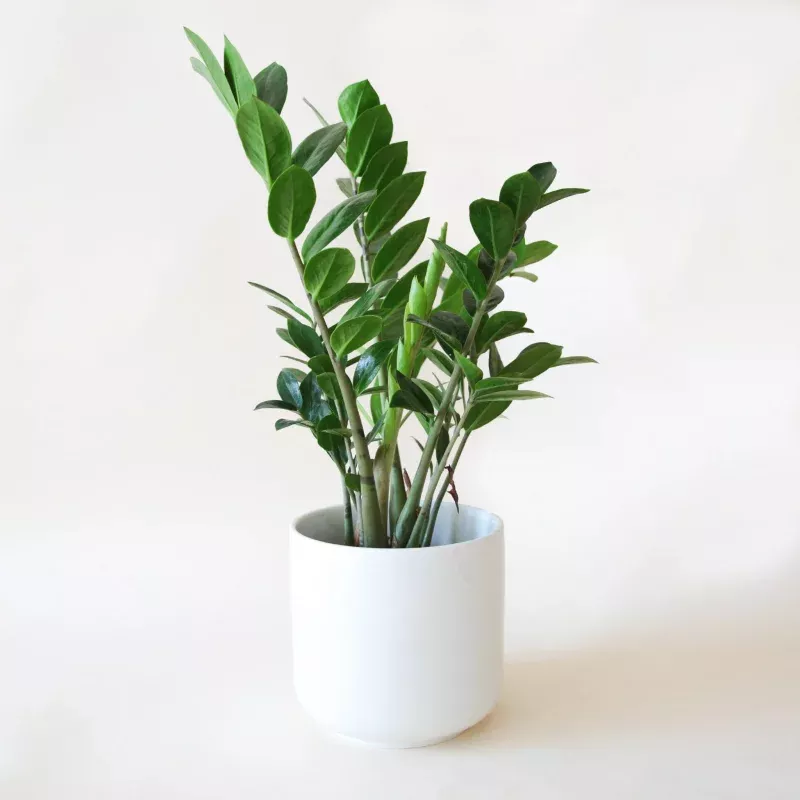 Zamioculcas Zamiifolia | ZZ Plant