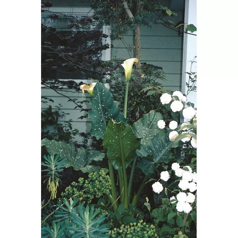 Zantedeschia aethiopica White Giant