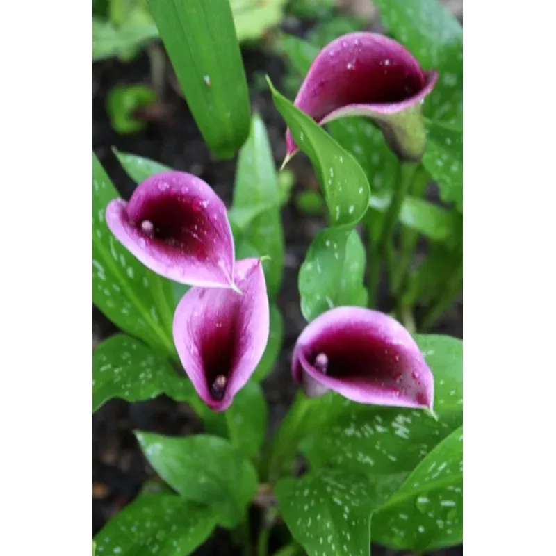 Zantedeschia Paco