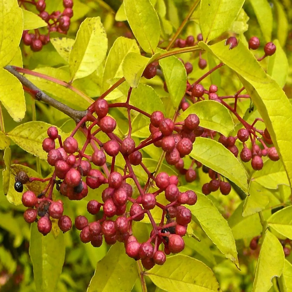 Zanthoxylum simulans