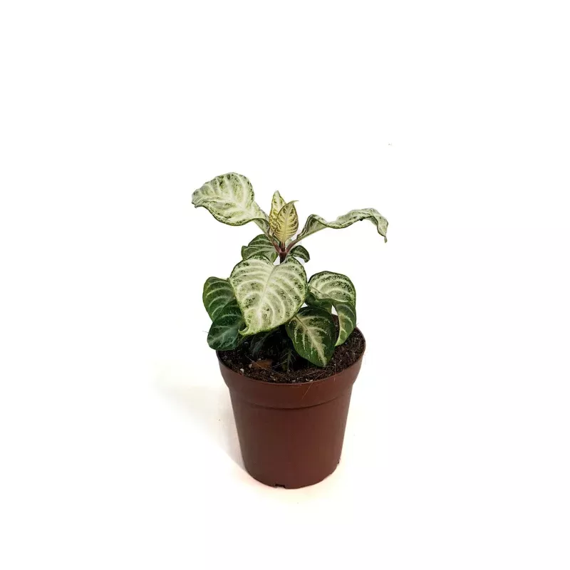 Zebra, 4in, Snowflake