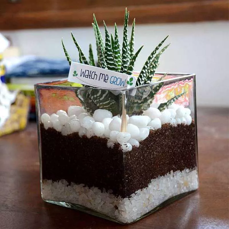 Zebra cactus in square glass pot (4in Ht)