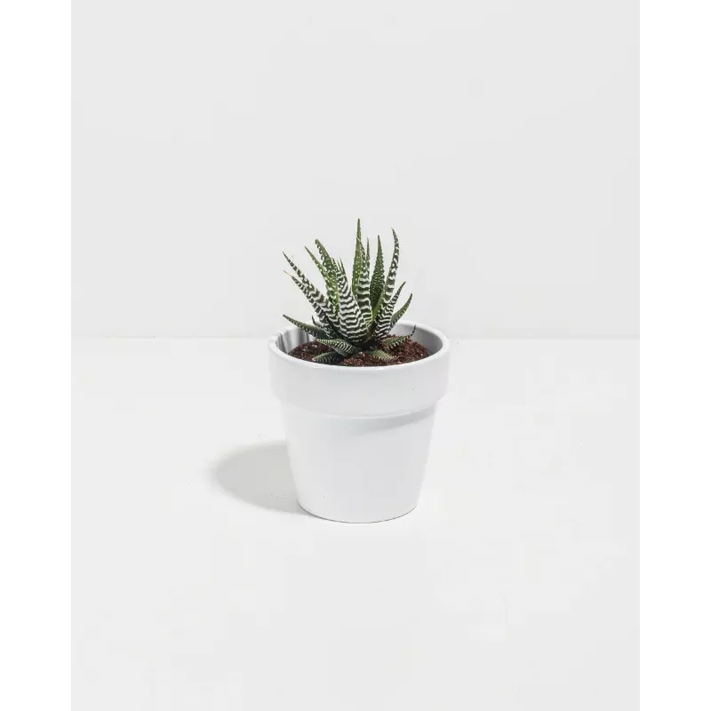 Zebra Haworthia Succulent
