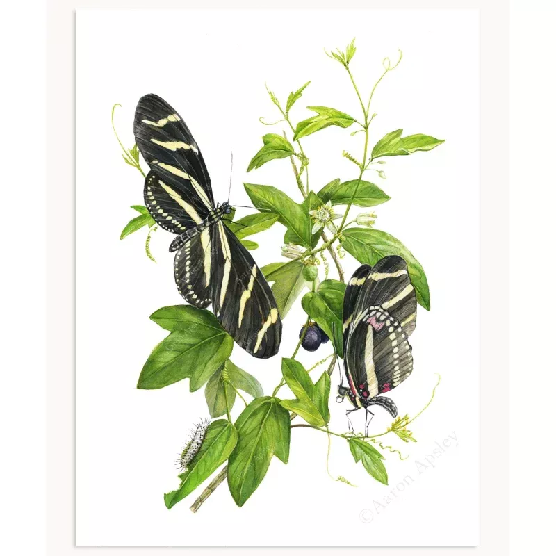Zebra Longwing Butterflies & Corkystem Passionflower Print