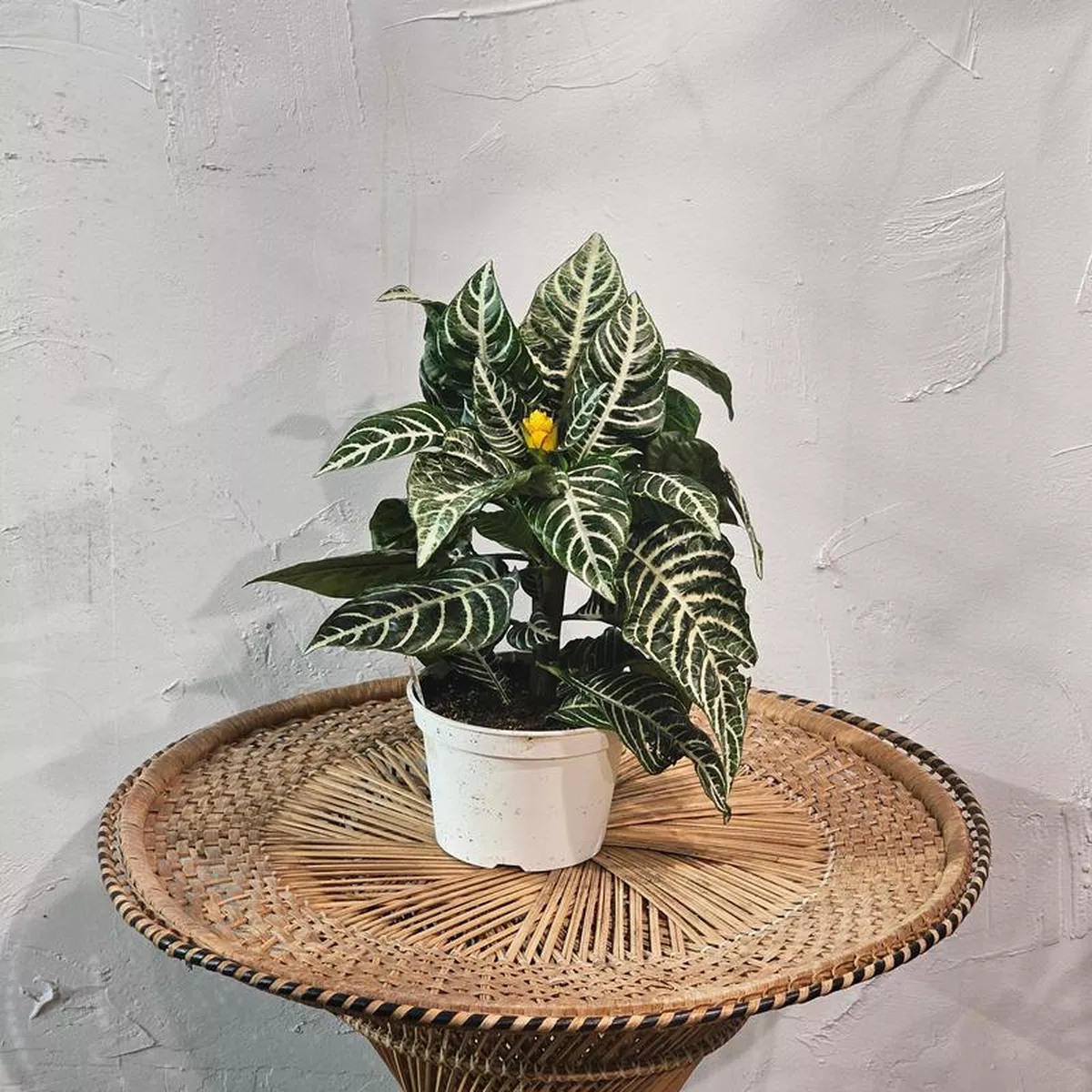 Zebra Plant Aphelandra 8211 6 inch pot
