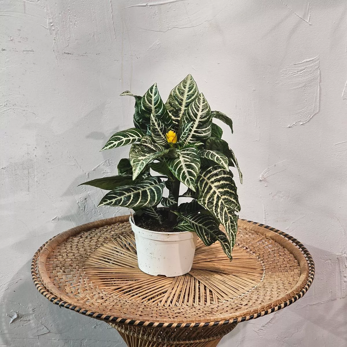 Zebra Plant: Aphelandra squarrosa – 6 inch pot