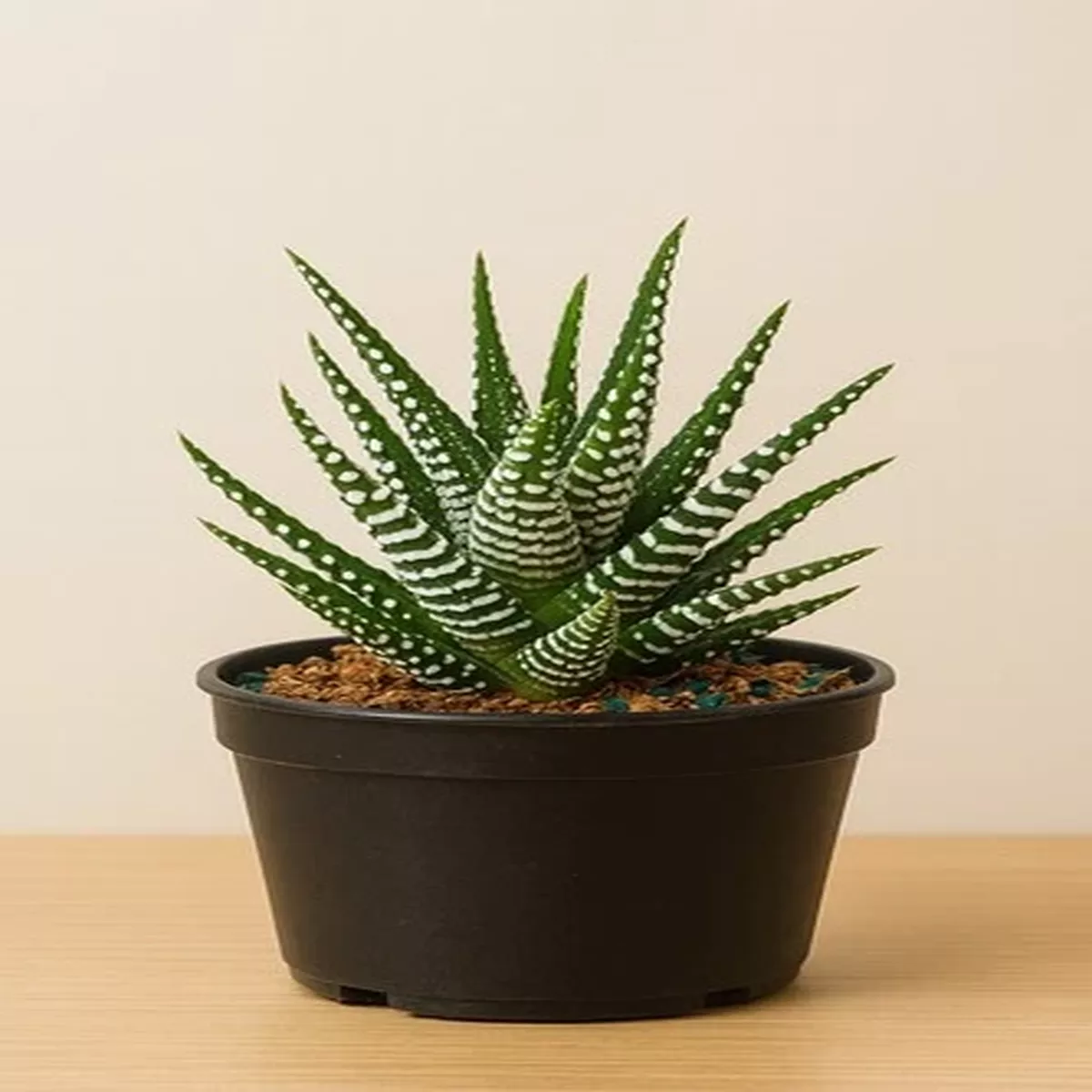 Zebra Plant SucculentHaworthiopsis fasciata, Live Indoor Plant in 4″ Pot.