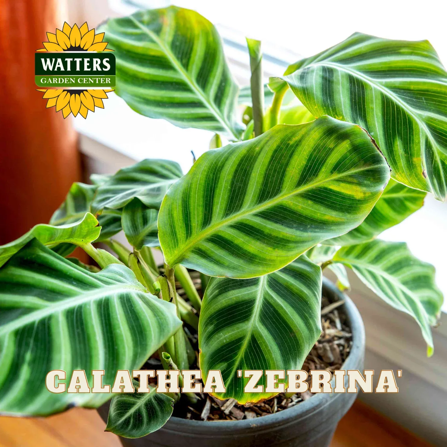 ZEBRINA CALATHEA 4in