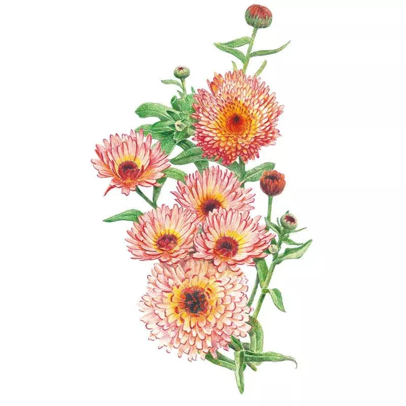 Zeolights Calendula (Pot Marigold) Seeds