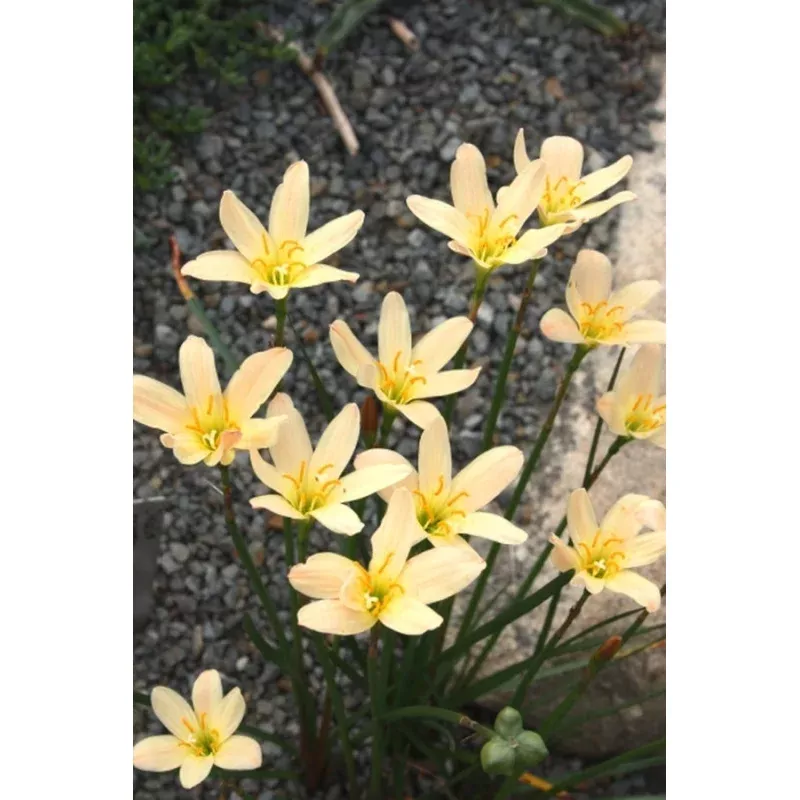 Zephyranthes Apricot Queen